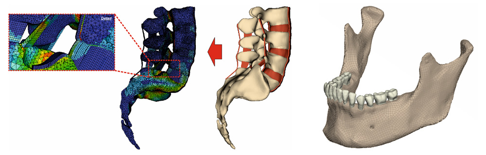 Spine & Masticatory Biomechanics