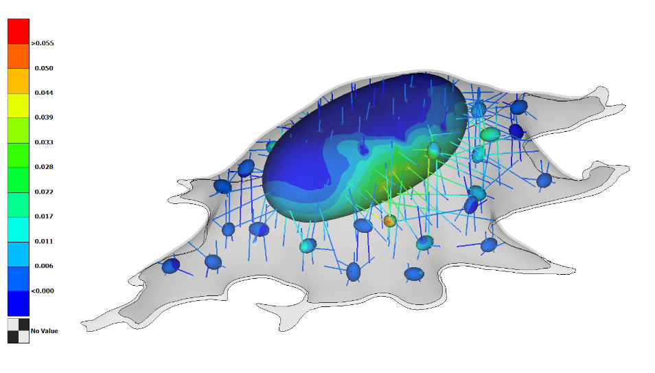 Cellular Biomechanics