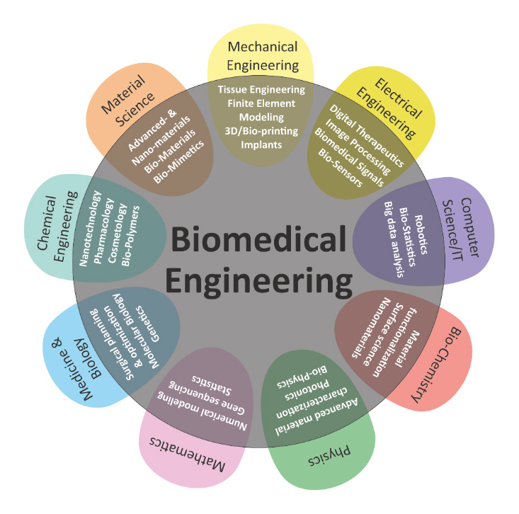 Graduate, Biomedical Engineering sectors graphic